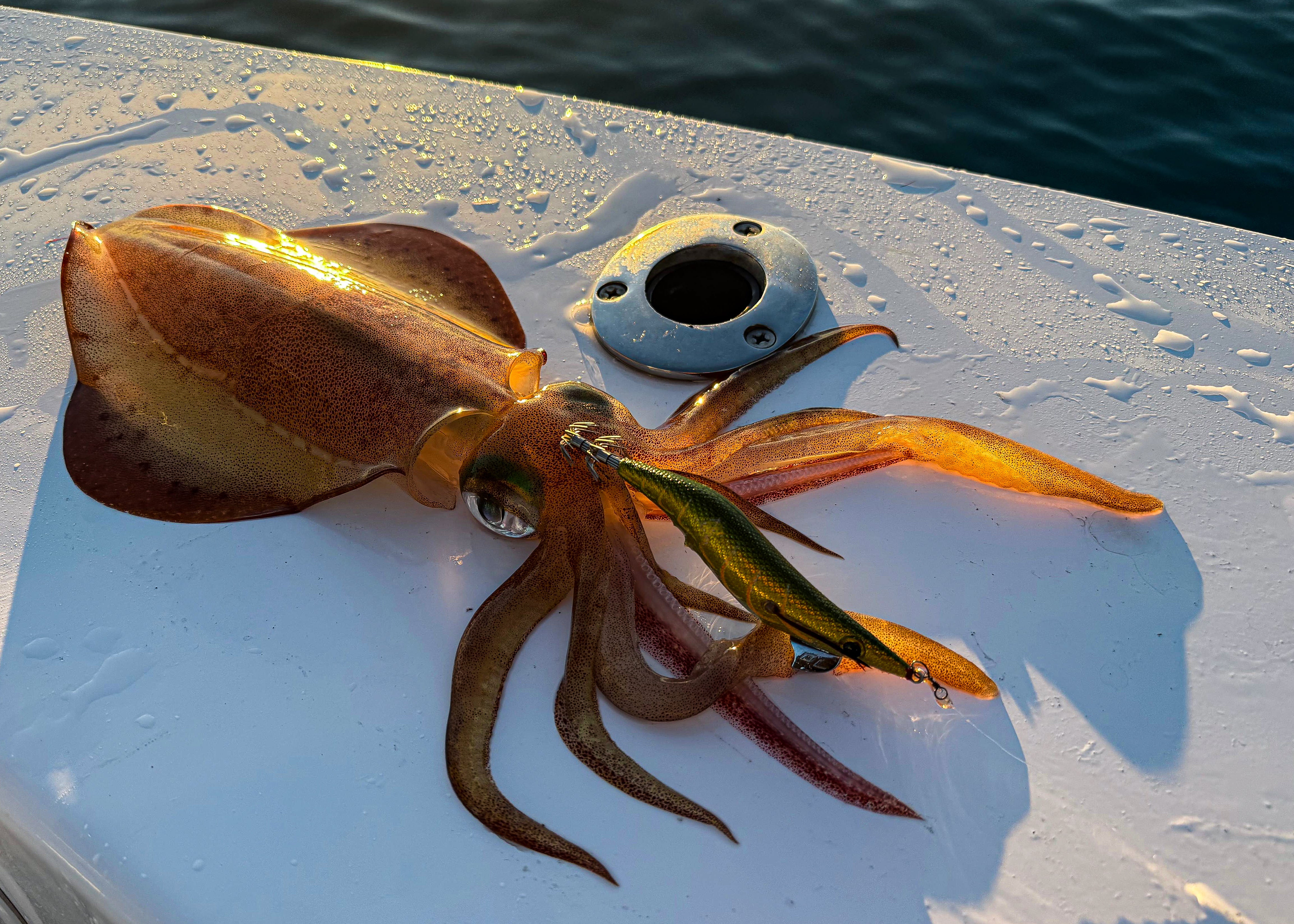 EGI Seeker Dressed Squid Jig 2.5